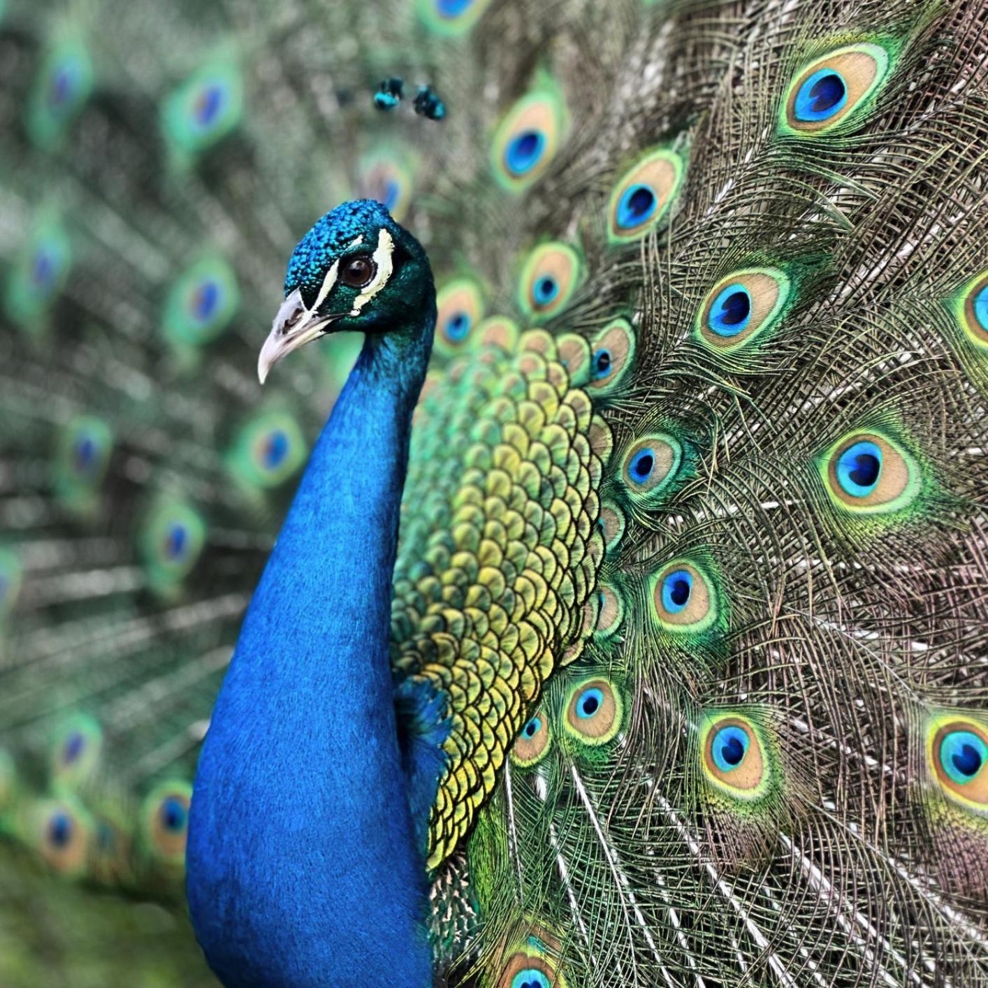 Finca Ecoparaiso Ibague Luaran gambar